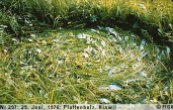1976年06月29日_P0297#_拍摄于：Pfaffenholz, Hinwil_光船的辐射引发了草体的定向螺旋