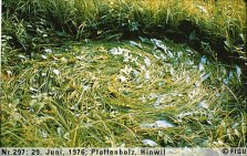 1976年06月29日_P0297#_拍摄于：Pfaffenholz, Hinwil_光船的辐射引发了草体的定向螺旋